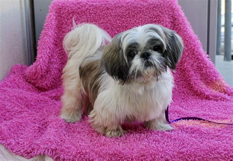 shih tzu puppies for sale in la|shih tzu adoption los angeles.